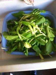 吊瓜要怎么吃才好吃视频,视频教你如何烹饪吊瓜佳肴