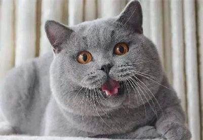 蓝猫吃瓜视频在线观看全集,揭秘热门视频背后的趣味故事
