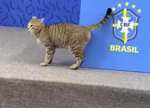 吃瓜英国巴西小猫视频,萌态可掬，萌翻网友