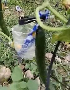 运城网红吃瓜事件视频,一场网络狂欢背后的真相揭秘