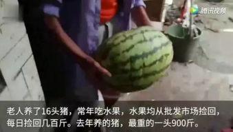 现在都有哪些吃瓜视频,2023年度热门吃瓜视频大盘点