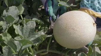 吃一个白兰瓜会怎样呢视频,揭秘吃白兰瓜的神奇效果