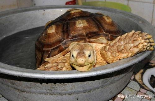 石狮网红吃瓜事件视频,揭秘网络争议背后的真相