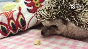 那些狗吃瓜的视频是真的吗,真假难辨，真相揭晓