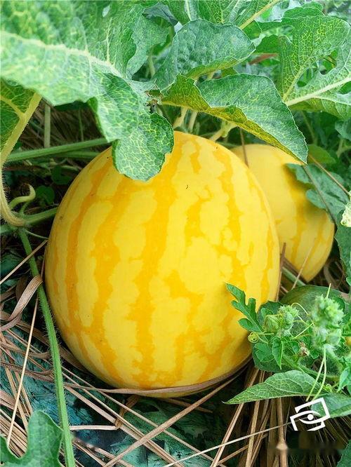 上市公司吃瓜视频