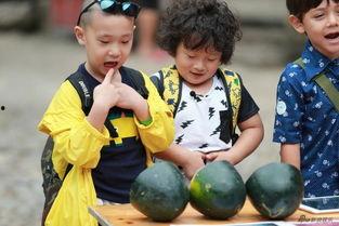 挑战萌娃吃瓜视频下载,萌娃们的瓜界奇遇记