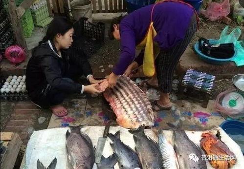 抓鱼群众吃瓜视频,视频曝光引发网友热议