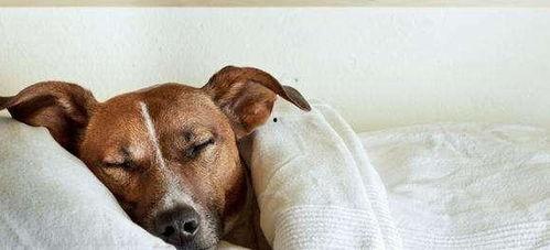 狗去瓜地偷瓜吃视频,瓜地里的欢乐时光