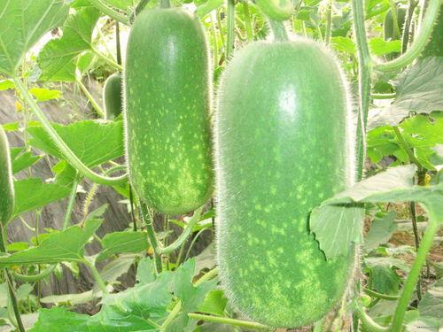 自由飞翔吃瓜视频大全,盘点热门娱乐瞬间