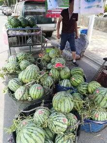 砀山吃瓜事件视频最新,一场网络热议背后的真相揭秘